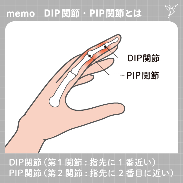 DIP/PIP関節について